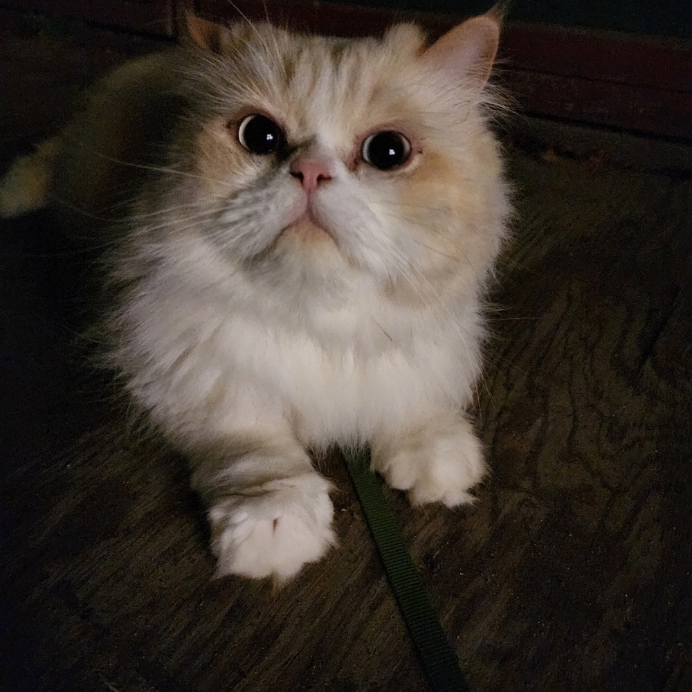 Meet your Posher, Susie